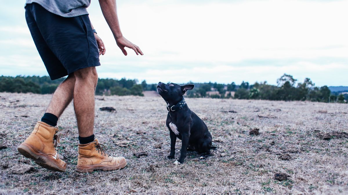 Un maître marche avec son chien attentif à ses côtés