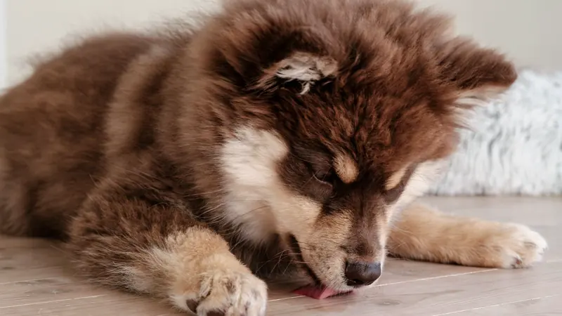 Jeune chien au poil fauve allongé au calme sur un sol clair, en train de lécher - le léchage apaise le chiot