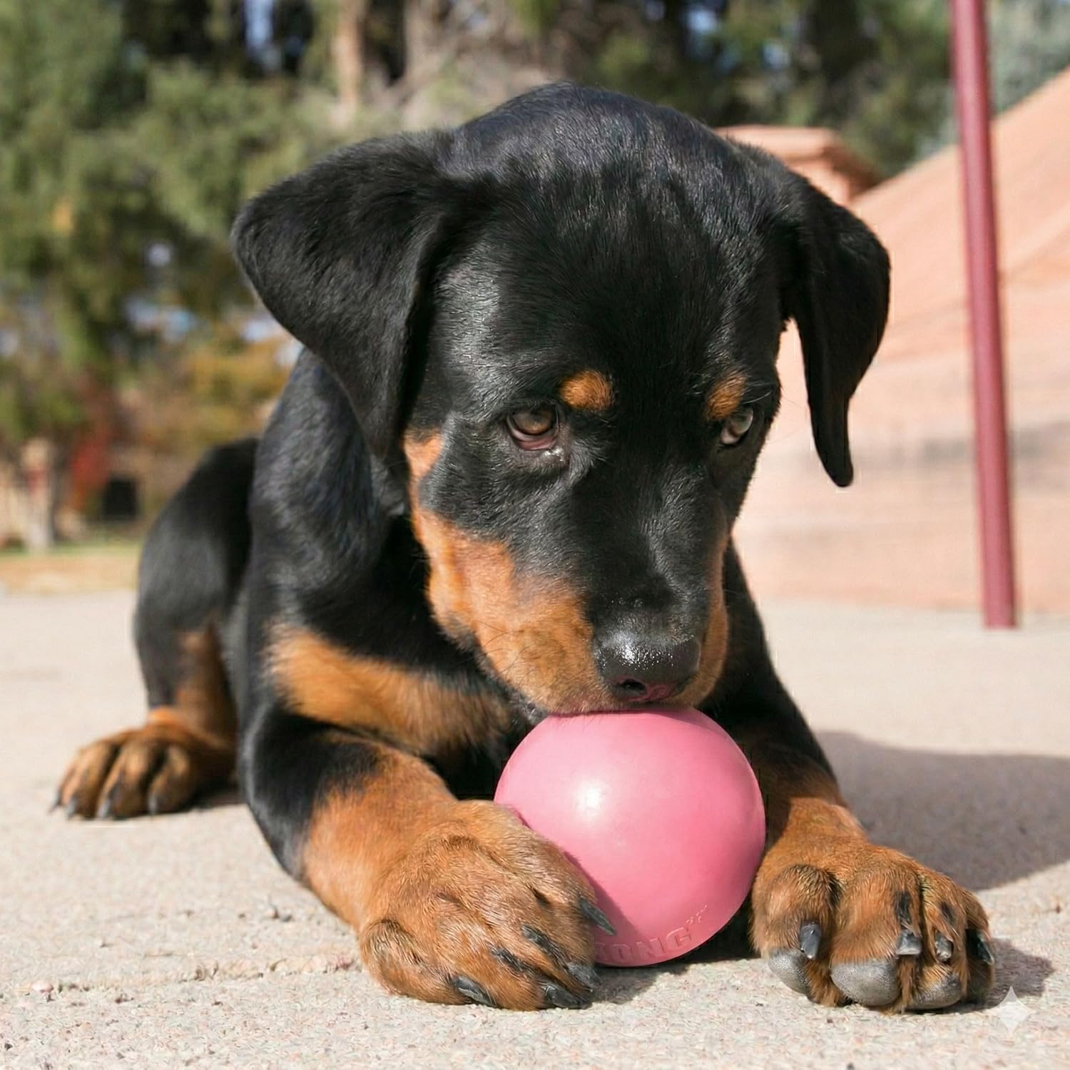 Jouet distributeur en caoutchouc à garnir pour chien